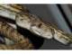 Sunshine Coast Reptile and Amphibian Club