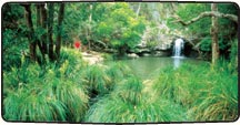 Sunshine Coast Bushwalking