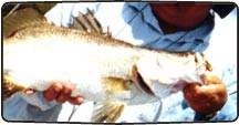Sunshine Coast Fishing