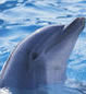 Dolphin Eco Tour