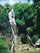 Montville Hinterland and Rainforest Tours