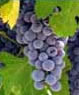Noosa Food and Wine Trail Tour