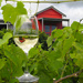 Montville Hinterland & Rainforest Tour + Wine Tasting