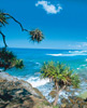 Noosa and Montville Full Day Tour