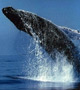 Sunshine Coast Whale Watching
