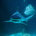 Shark Diving For Non Certified Divers
