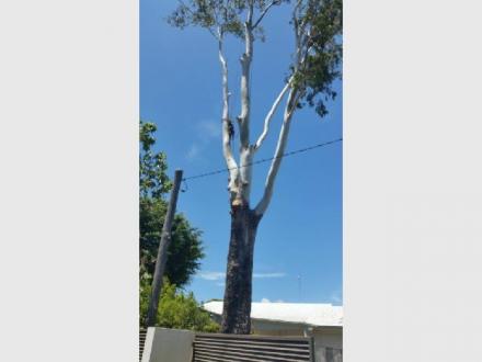All Australian Tree Palm and Garden Services