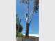 All Australian Tree Palm and Garden Services