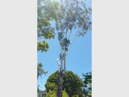 All Australian Tree Palm and Garden Services
