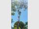 All Australian Tree Palm and Garden Services