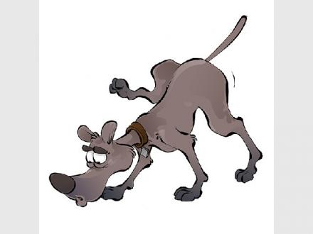 Bark Illustration & Graphic Design