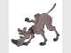 Bark Illustration & Graphic Design