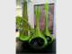 Bedlam Pty Ltd