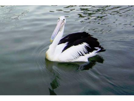 Pelican Boat Hire