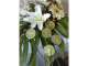 Petals in Paradise Flowers & Gifts