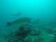 SubSurface Scuba