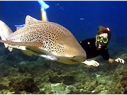 SubSurface Scuba