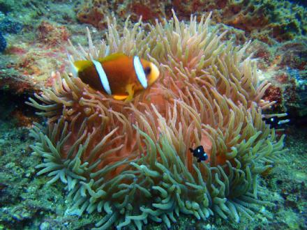 Sunreef Scuba Diving Services