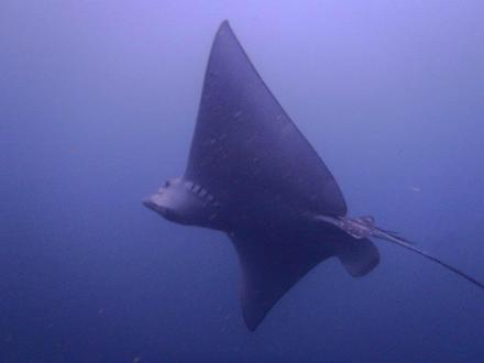 Sunreef Scuba Diving Services