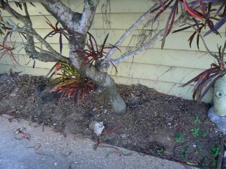 Wildman Building & Pest Inspections