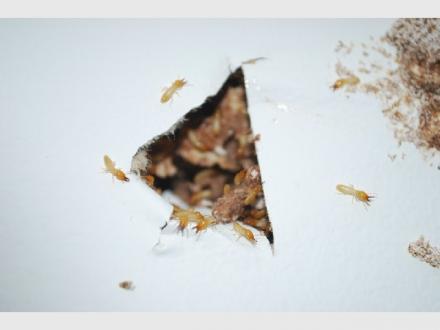 Wildman Building & Pest Inspections