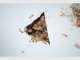 Wildman Building & Pest Inspections
