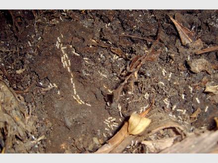 Wildman Building & Pest Inspections