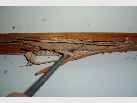 Wildman Building & Pest Inspections