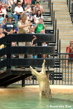 Crocoseum Croc feeding