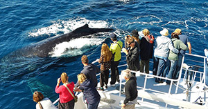 Sunshine Coast Whale Watching Cruise