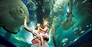SEA LIFE Sunshine Coast